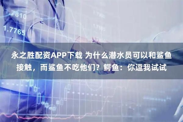 永之胜配资APP下载 为什么潜水员可以和鲨鱼接触，而鲨鱼不吃他们？鳄鱼：你逗我试试